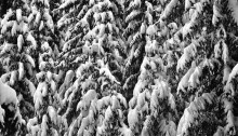 ARNAL Chr. #Neige Sapins Caisse américaine chêne 94x65 Digigraphie n°1/12